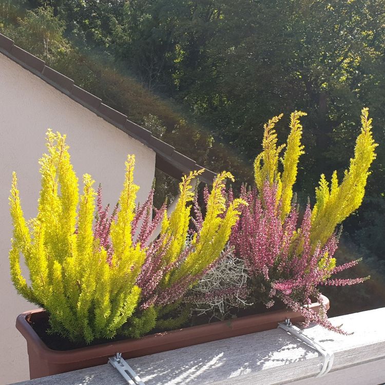 Vytvořte si krásné podzimní truhlíky: 30+ nápadů na parapety, balkóny a terasy! Vytvořte si krásné podzimní truhlíky: 30+ nápadů na parapety, balkóny a terasy!
