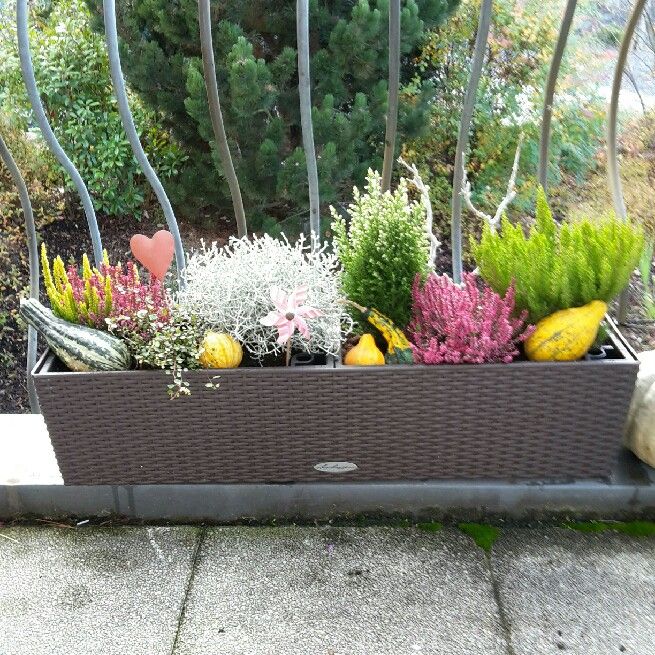 Vytvořte si krásné podzimní truhlíky: 30+ nápadů na parapety, balkóny a terasy! Vytvořte si krásné podzimní truhlíky: 30+ nápadů na parapety, balkóny a terasy!