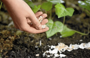 Domowy nawóz z fusów jajek: Odżywiaj rośliny ekologicznie!