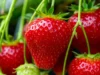 Pokrój, wysusz i rozsyp pod truskawkami: Dostaną potężny impuls i zaowocują jak nigdy dotąd!
