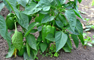 Tajemnica gigantycznych zbiorów papryki: Tylko jedna łyżka zmienia wszystko!