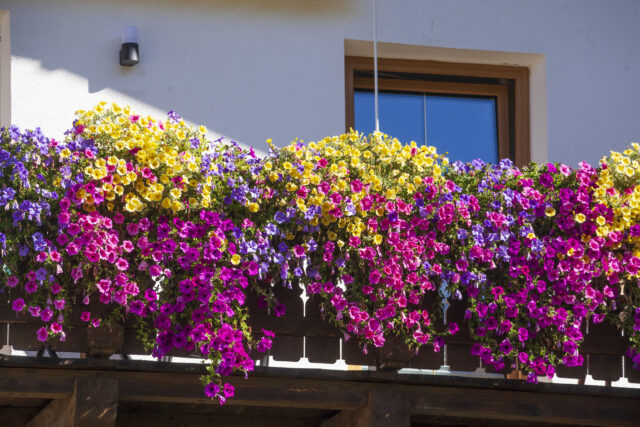 pelargonie-balkon-slonce Pelargonie na słonecznym balkonie