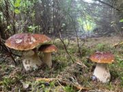 Gdzie na grzyby w weekend? Tu zgłaszają dobre zbiory, gdzie indziej lasy już wysychają Koszyk świeżo zebranych grzybów w lesie